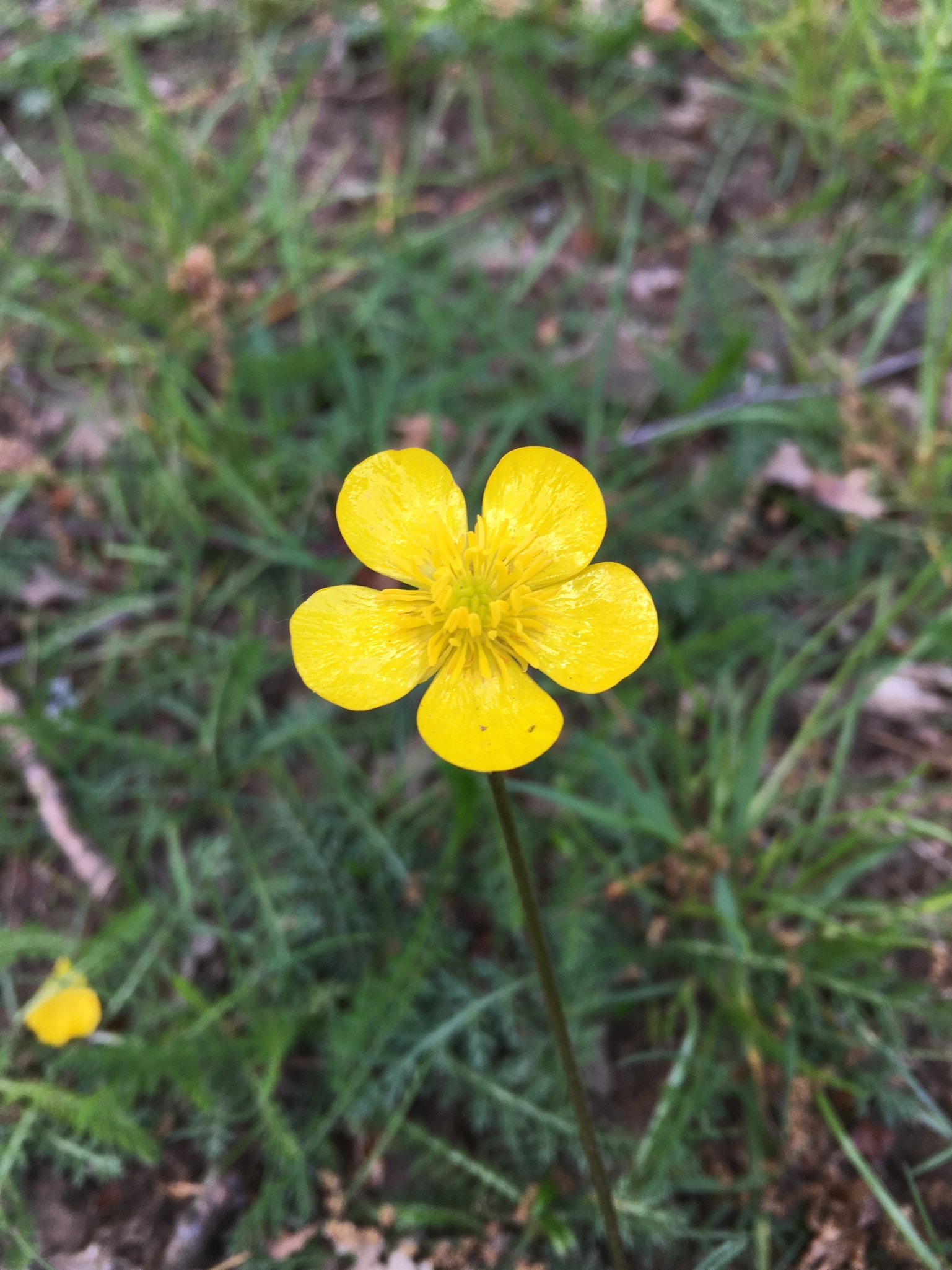 ルクセンブルクこども日本語表現