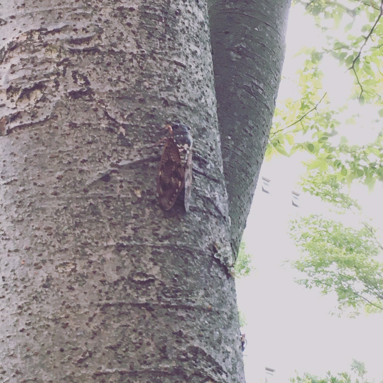 ルクセンブルクこども日本語表現